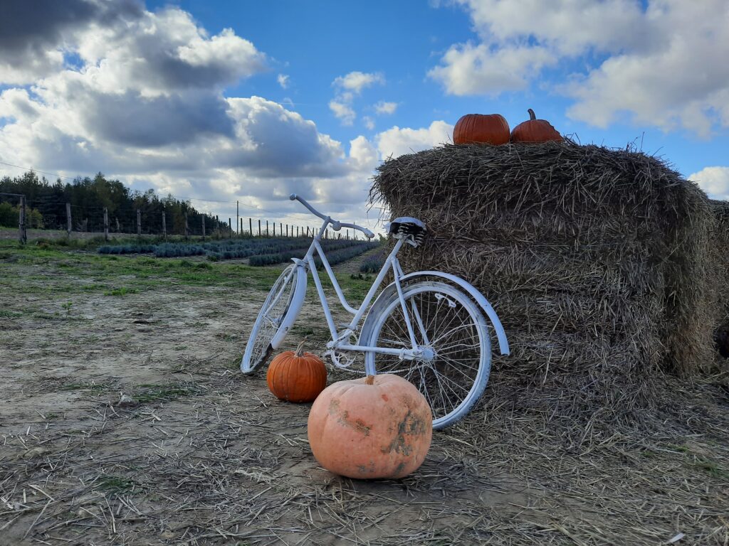 Pole dyniowe Przybynów