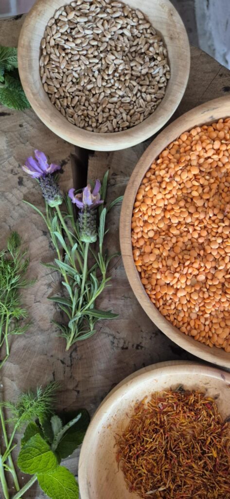 Rośliny strączkowe. Soczewica